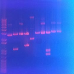 Gene mutation pogil answer key