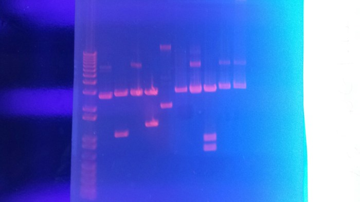 Gene mutation pogil answer key