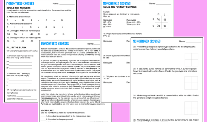 Monohybrid cross worksheet answer sheet