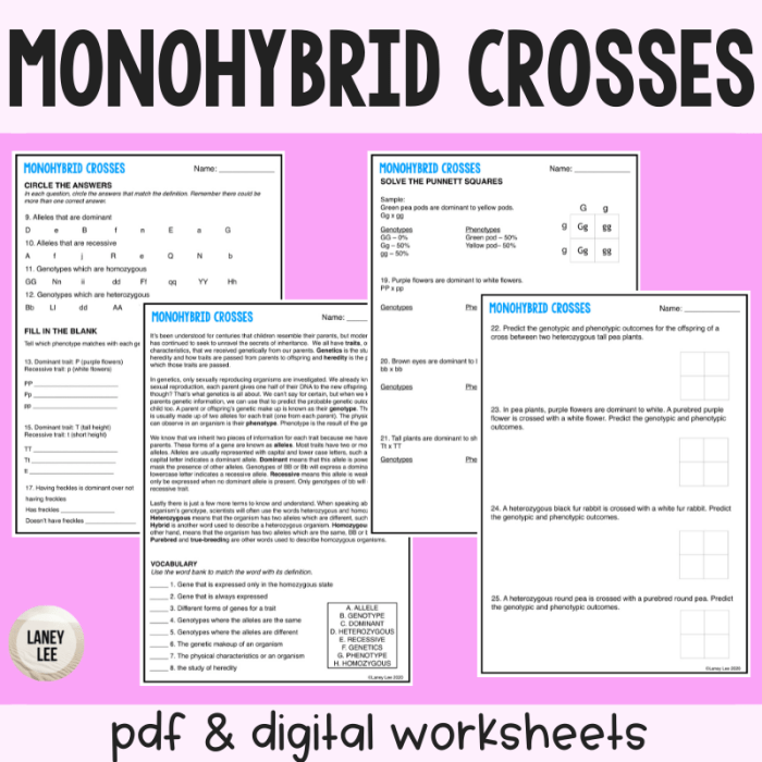 Monohybrid cross worksheet answer sheet