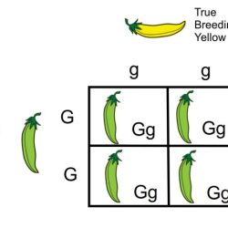 Cross square through learning correctly label linked sex transcription text