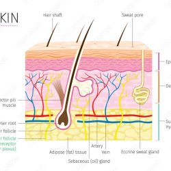 Table 6.1 model inventory for the integumentary system