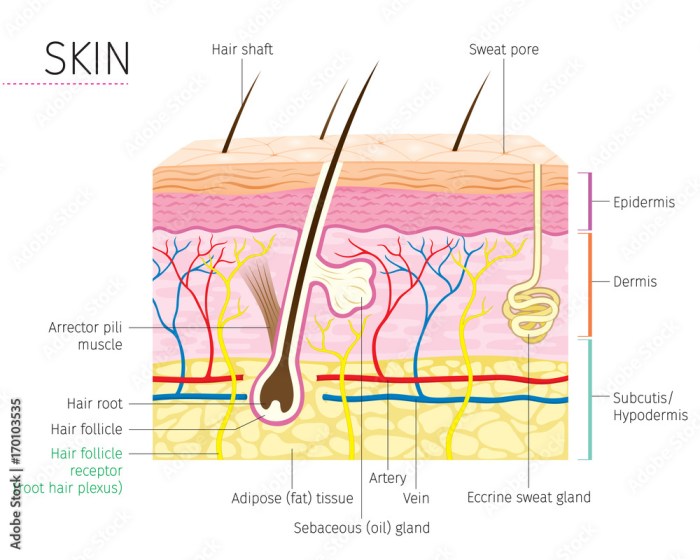 Table 6.1 model inventory for the integumentary system