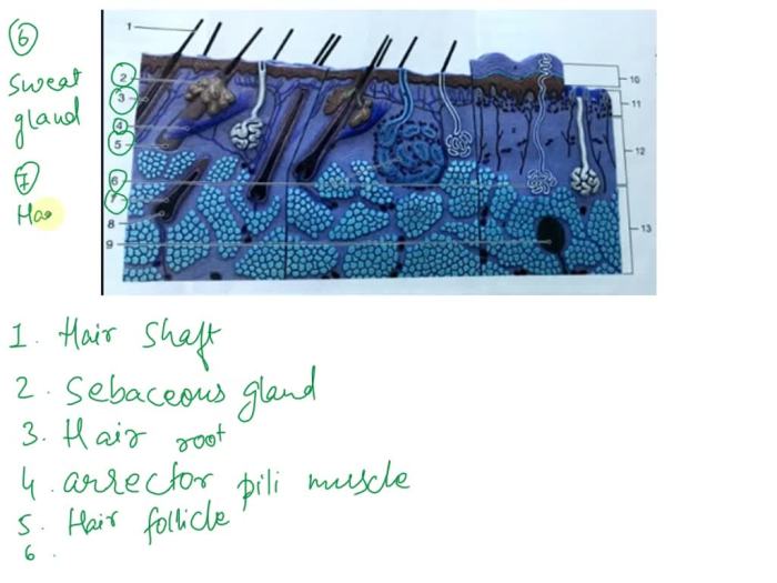 Table 6.1 model inventory for the integumentary system